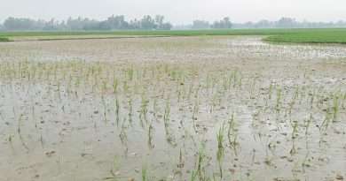 কালাইয়ে পচা আলুর প্রভাবে ধান চারা বিনষ্ট, দুশ্চিন্তায় কৃষক