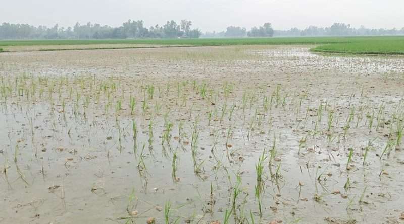 কালাইয়ে পচা আলুর প্রভাবে ধান চারা বিনষ্ট, দুশ্চিন্তায় কৃষক